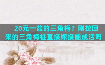 20元一盆的三角梅？刚挖回来的三角梅桩直接嫁接能成活吗