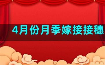 4月份月季嫁接接穗干枯