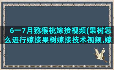 6一7月猕猴桃嫁接视频(果树怎么进行嫁接果树嫁接技术视频,嫁接方法图解)