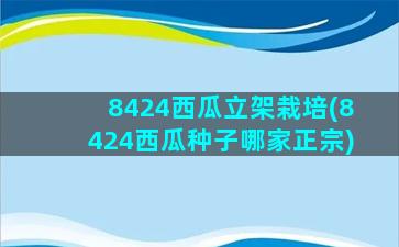 8424西瓜立架栽培(8424西瓜种子哪家正宗)