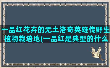 一品红花卉的无土洛奇英雄传野生植物栽培地(一品红是典型的什么花卉)