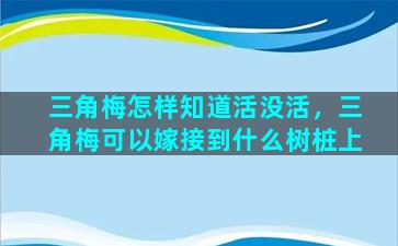 三角梅怎样知道活没活，三角梅可以嫁接到什么树桩上