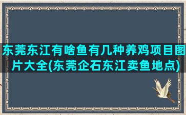 东莞东江有啥鱼有几种养鸡项目图片大全(东莞企石东江卖鱼地点)