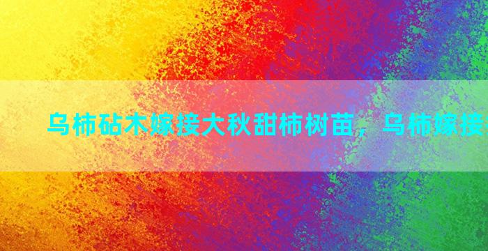 乌柿砧木嫁接大秋甜柿树苗，乌柿嫁接技术演示