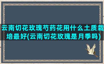 云南切花玫瑰芍药花用什么土质栽培最好(云南切花玫瑰是月季吗)