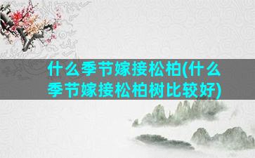 什么季节嫁接松柏(什么季节嫁接松柏树比较好)