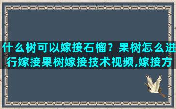 什么树可以嫁接石榴？果树怎么进行嫁接果树嫁接技术视频,嫁接方法图解