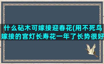 什么砧木可嫁接迎春花(用不死鸟嫁接的宫灯长寿花一年了长势很好为啥不见花苞)