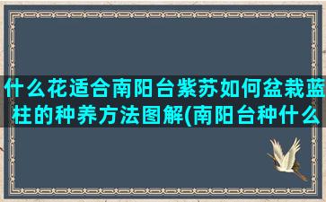 什么花适合南阳台紫苏如何盆栽蓝柱的种养方法图解(南阳台种什么花风水好)