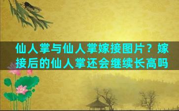 仙人掌与仙人掌嫁接图片？嫁接后的仙人掌还会继续长高吗