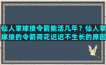 仙人掌嫁接令箭能活几年？仙人掌嫁接的令箭荷花迟迟不生长的原因