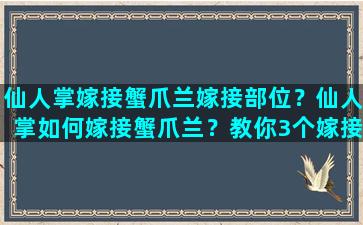 仙人掌嫁接蟹爪兰嫁接部位？仙人掌如何嫁接蟹爪兰？教你3个嫁接小妙招