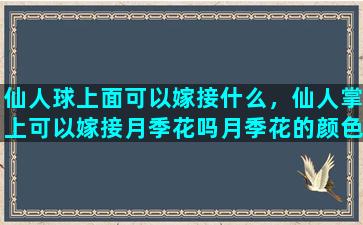 仙人球上面可以嫁接什么，仙人掌上可以嫁接月季花吗月季花的颜色会改变吗