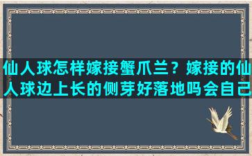 仙人球怎样嫁接蟹爪兰？嫁接的仙人球边上长的侧芽好落地吗会自己生根吗