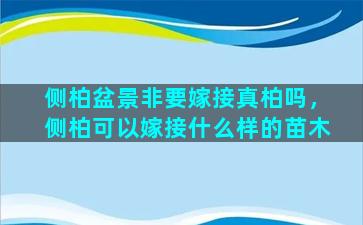 侧柏盆景非要嫁接真柏吗，侧柏可以嫁接什么样的苗木