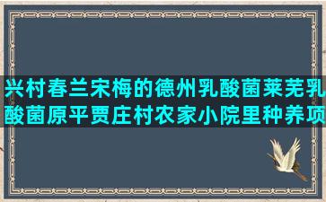 兴村春兰宋梅的德州乳酸菌莱芜乳酸菌原平贾庄村农家小院里种养项目