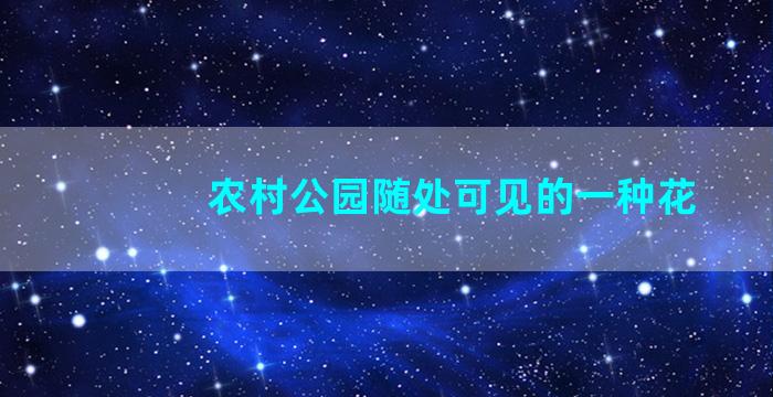 农村公园随处可见的一种花