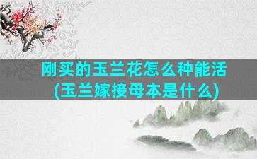 刚买的玉兰花怎么种能活(玉兰嫁接母本是什么)