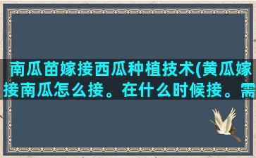 南瓜苗嫁接西瓜种植技术(黄瓜嫁接南瓜怎么接。在什么时候接。需要注意什么)