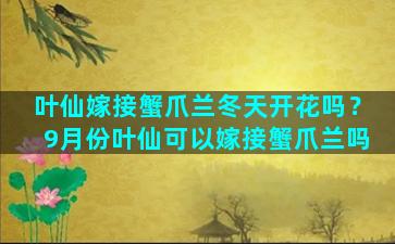 叶仙嫁接蟹爪兰冬天开花吗？9月份叶仙可以嫁接蟹爪兰吗