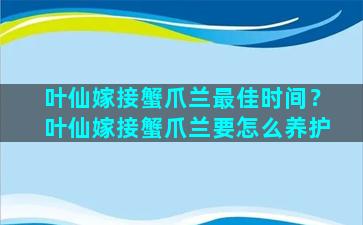 叶仙嫁接蟹爪兰最佳时间？叶仙嫁接蟹爪兰要怎么养护