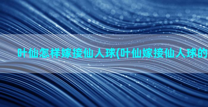 叶仙怎样嫁接仙人球(叶仙嫁接仙人球的正确方法)