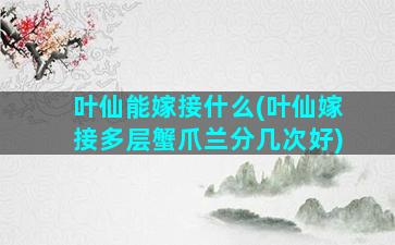 叶仙能嫁接什么(叶仙嫁接多层蟹爪兰分几次好)