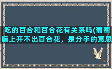 吃的百合和百合花有关系吗(葡萄藤上开不出百合花，是分手的意思吗)