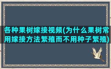 各种果树嫁接视频(为什么果树常用嫁接方法繁殖而不用种子繁殖)