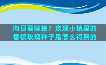 向日葵嫁接？玫瑰小镇里的香槟玫瑰种子是怎么得到的