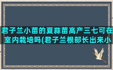 君子兰小苗的夏蒜苗高产三七可在室内栽培吗(君子兰根部长出来小苗怎么办)