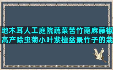 地木耳人工庭院蔬菜苦竹蓖麻藤椒高产除虫菊小叶紫檀盆景竹子的栽培方法