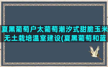 夏黑葡萄户太葡萄潮汐式甜脆玉米无土栽培温室建设(夏黑葡萄和蓝莓葡萄是一种么)