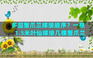 多层蟹爪兰嫁接顺序？一根1.5米叶仙嫁接几棵蟹爪兰