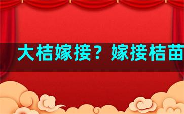 大桔嫁接？嫁接桔苗视频