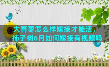 大青枣怎么样嫁接才能活，柿子树6月如何嫁接有视频吗