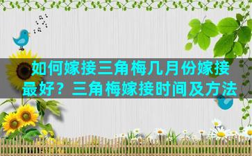 如何嫁接三角梅几月份嫁接最好？三角梅嫁接时间及方法