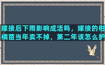 嫁接后下雨影响成活吗，嫁接的柑橘苗当年卖不掉，第二年该怎么护理