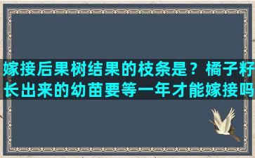 嫁接后果树结果的枝条是？橘子籽长出来的幼苗要等一年才能嫁接吗