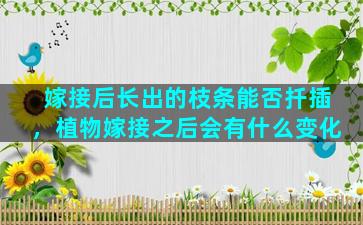 嫁接后长出的枝条能否扦插，植物嫁接之后会有什么变化