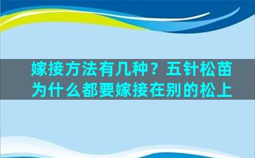 嫁接方法有几种？五针松苗为什么都要嫁接在别的松上