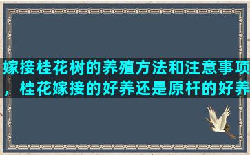 嫁接桂花树的养殖方法和注意事项，桂花嫁接的好养还是原杆的好养