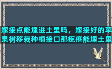 嫁接点能埋进土里吗，嫁接好的苹果树移栽种植接口那疙瘩能埋土里吗有什么危害