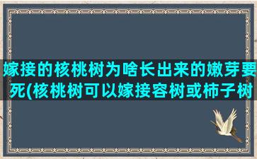 嫁接的核桃树为啥长出来的嫩芽要死(核桃树可以嫁接容树或柿子树)