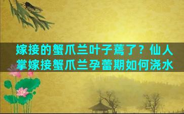 嫁接的蟹爪兰叶子蔫了？仙人掌嫁接蟹爪兰孕蕾期如何浇水