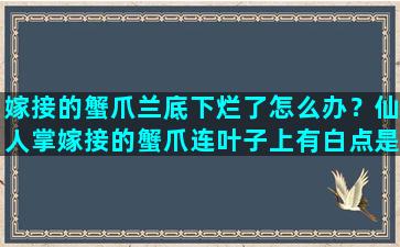 嫁接的蟹爪兰底下烂了怎么办？仙人掌嫁接的蟹爪连叶子上有白点是怎么回事