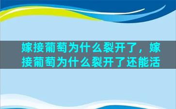 嫁接葡萄为什么裂开了，嫁接葡萄为什么裂开了还能活