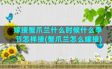 嫁接蟹爪兰什么时候什么季节怎样接(蟹爪兰怎么嫁接)