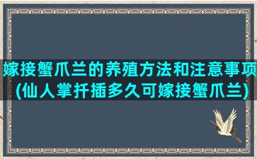 嫁接蟹爪兰的养殖方法和注意事项(仙人掌扦插多久可嫁接蟹爪兰)