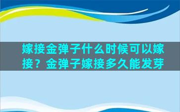 嫁接金弹子什么时候可以嫁接？金弹子嫁接多久能发芽